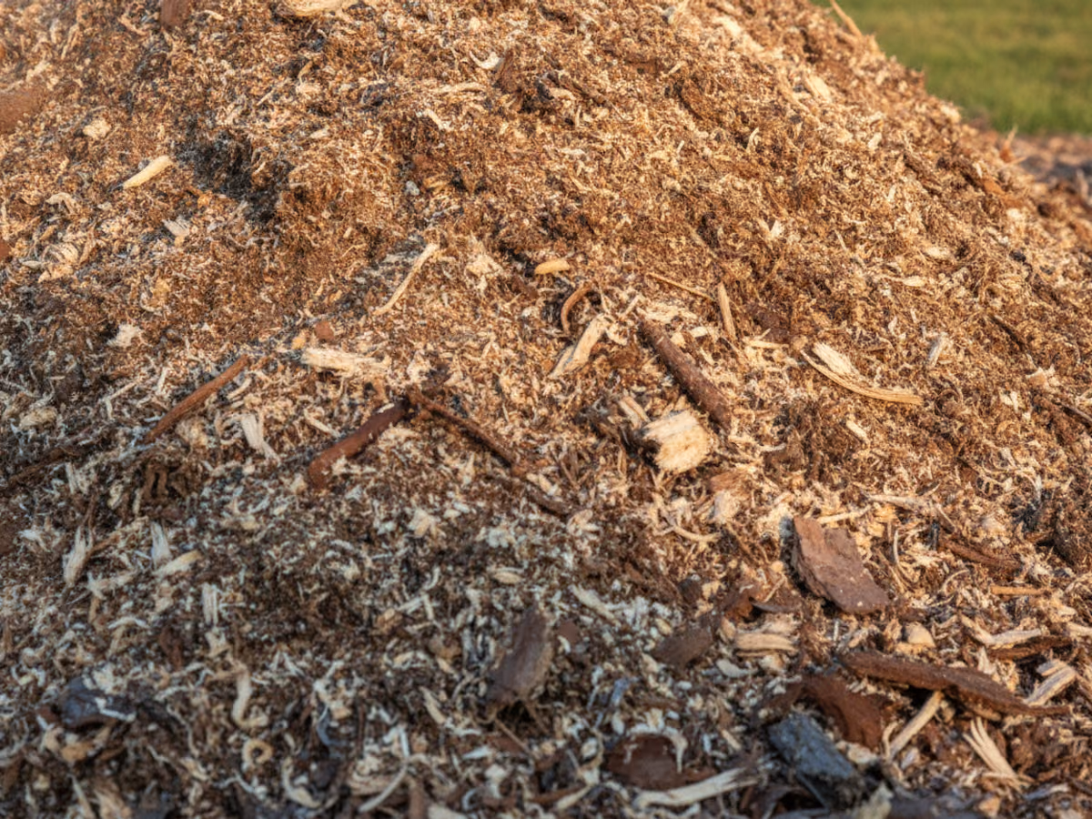 Wood-chip carpet of fresh stump grindings in close detail