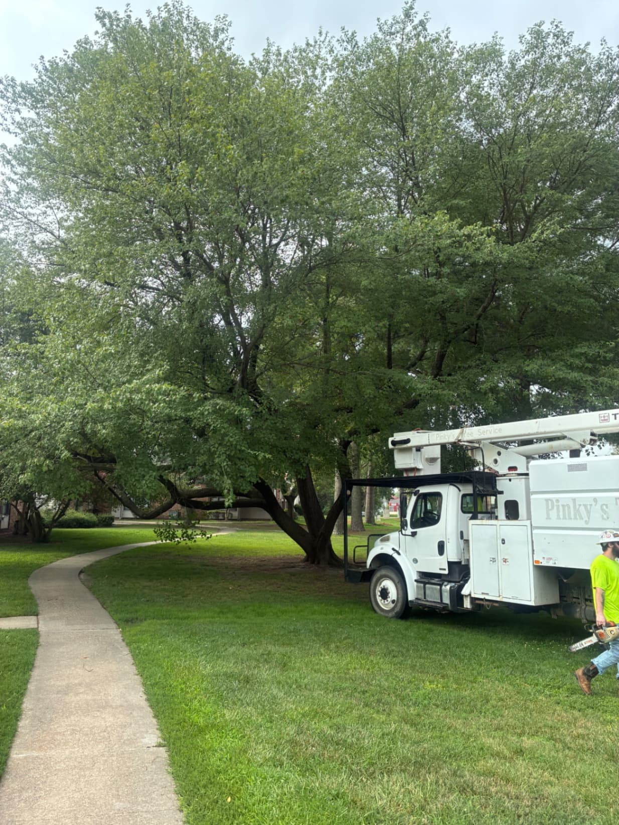 Tree Removal photo — Cut ‘Em Down Tree Service